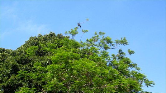 Crow on a tree photo