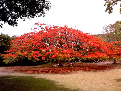 Delonix regia, Royal Poinciana. Location: St. John's, US Virgin Islands photo