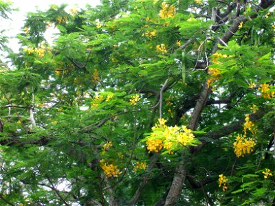 Yellow poinciana (Delonix regia var. Flavida), Guadeloupe