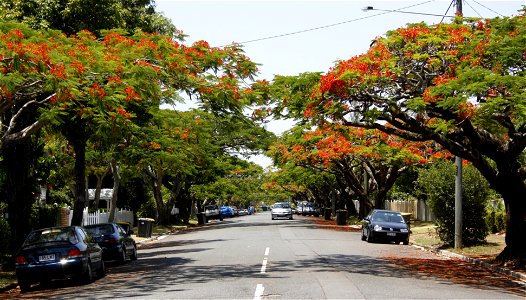 Yabba, a tree lined (maybe flame trees???) street in the suburb of Ascot in Brisbane, Australia.