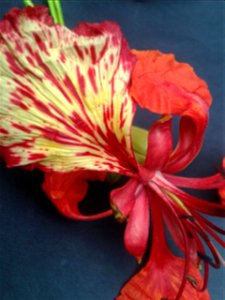 செம்மயிற் கொன்றை 
Botanical name -  Delonix regia
Common names -   Peacock flower
To treat constipation and arthritis ; Seeds are used as beads to make necklaces and bracelets ;Gum from the dried