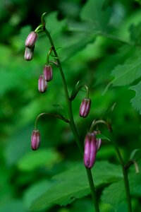 Turk's cap lily lily blossom bloom