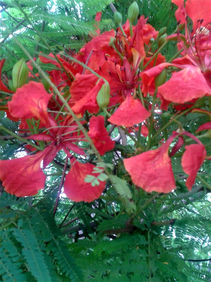 செம்மயிற் கொன்றை 
Botanical name -  Delonix regia
Common names -   Peacock flower
To treat constipation and arthritis ; Seeds are used as beads to make necklaces and bracelets ;Gum from the dried