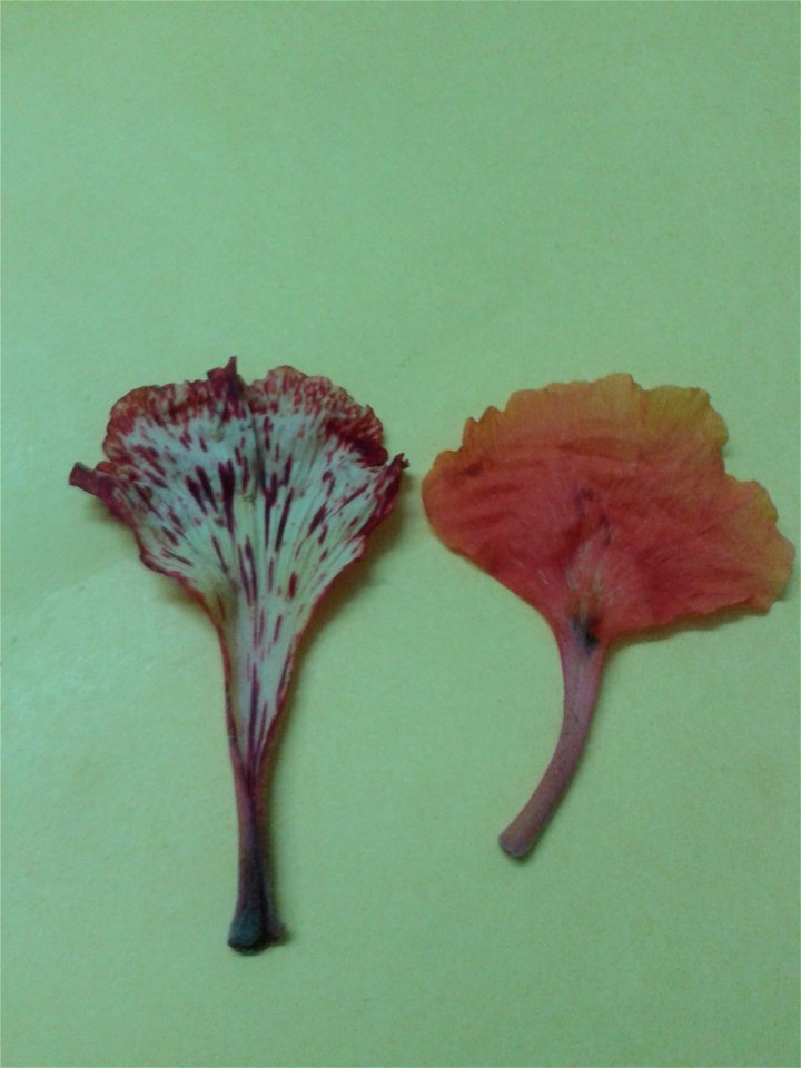 செம்மயிற் கொன்றை 
Botanical name -  Delonix regia
Common names -   Peacock flower
To treat constipation and arthritis ; Seeds are used as beads to make necklaces and bracelets ;Gum from the dried