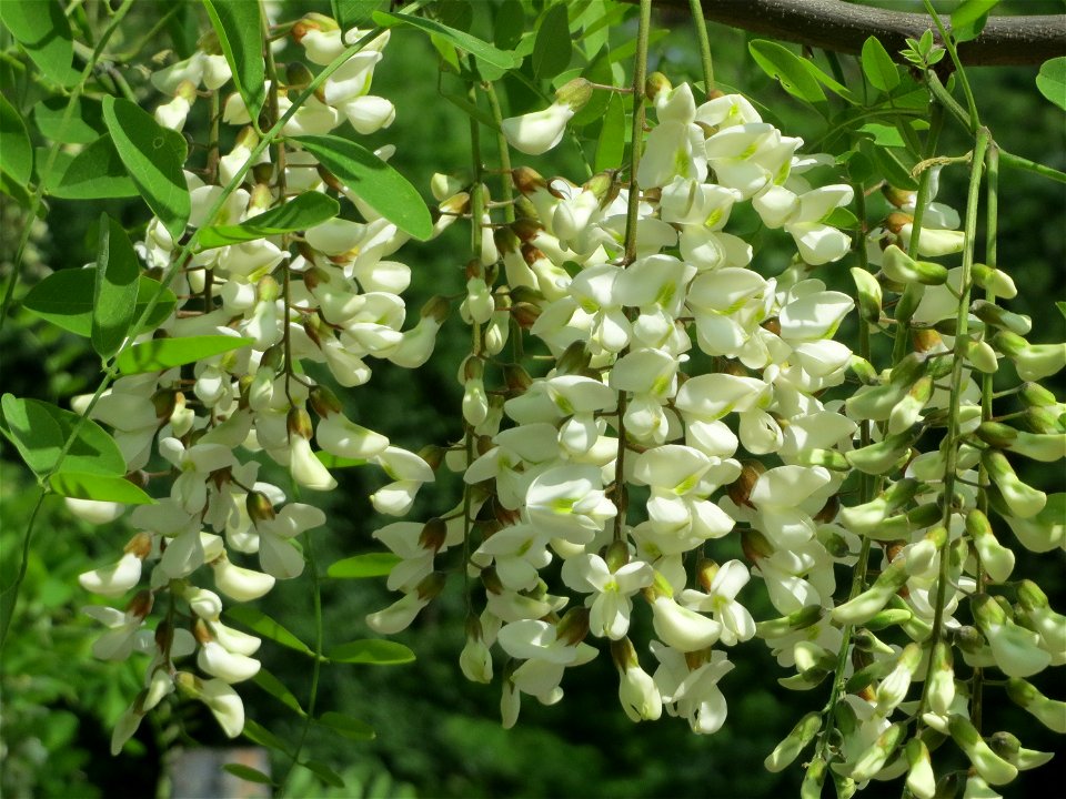 Robinie (Robinia pseudoacacia) im Schwetzinger Hardt