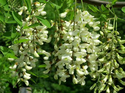 Robinie (Robinia pseudoacacia) im Schwetzinger Hardt