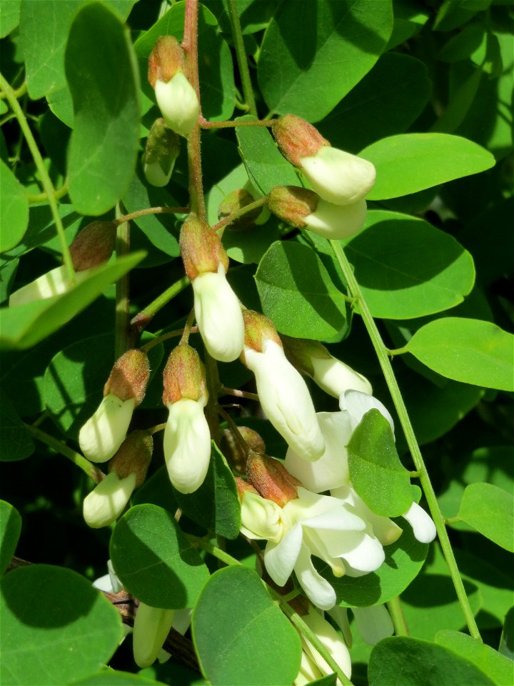 Robinie (Robinia pseudoacacia) im Landschaftsschutzgebiet Hockenheimer Rheinbogen