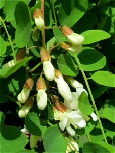 Robinie (Robinia pseudoacacia) im Landschaftsschutzgebiet Hockenheimer Rheinbogen