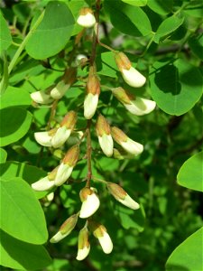 Robinie (Robinia pseudoacacia) im Landschaftsschutzgebiet Hockenheimer Rheinbogen