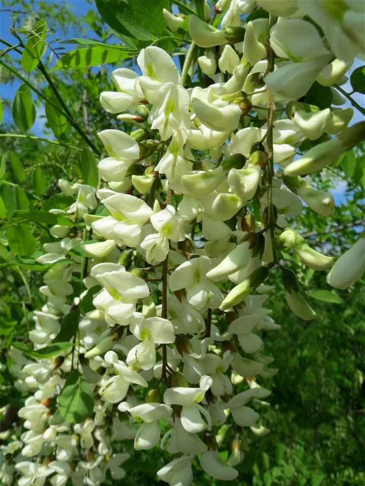 Robinie (Robinia pseudoacacia) im Schwetzinger Hardt