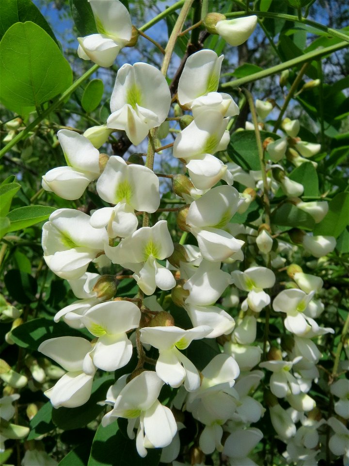 Robinie (Robinia pseudoacacia) im Schwetzinger Hardt
