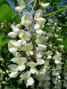 Robinie (Robinia pseudoacacia) im Schwetzinger Hardt