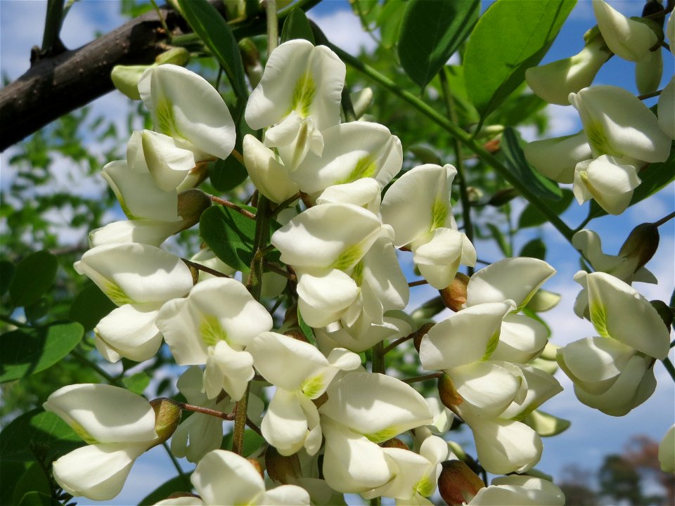 Robinie (Robinia pseudoacacia) im Schwetzinger Hardt
