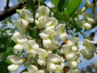 Robinie (Robinia pseudoacacia) im Schwetzinger Hardt