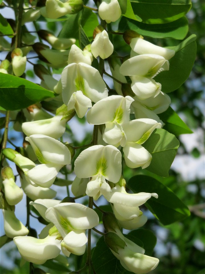 Robinie (Robinia pseudoacacia) im Schwetzinger Hardt