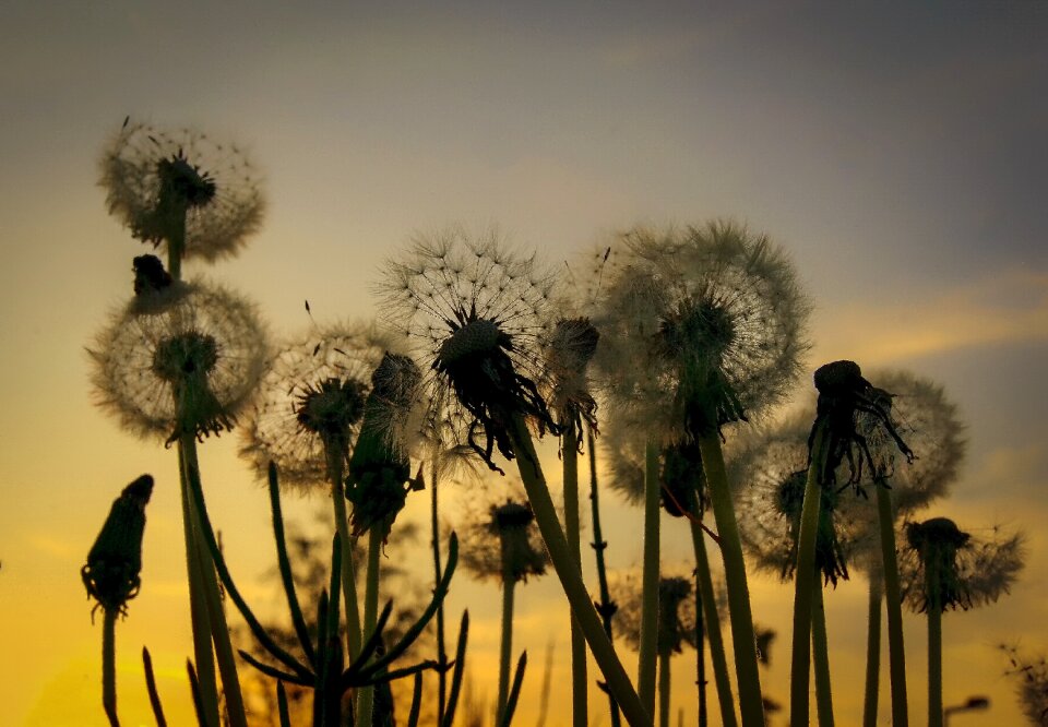 Summer silhouette beauty
