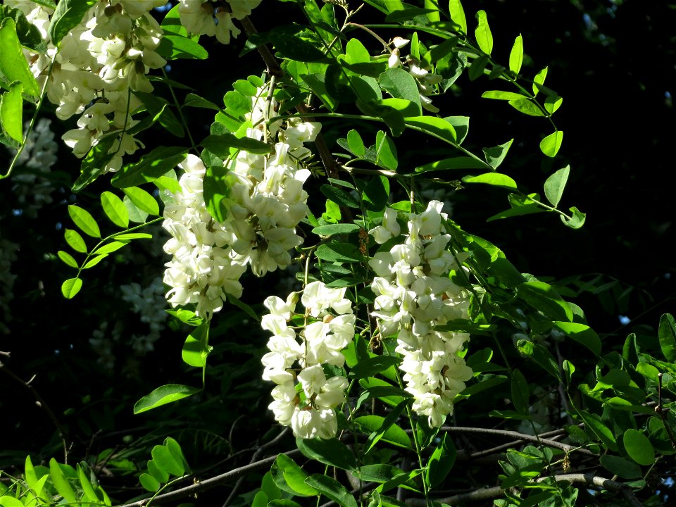 Robinie (Robinia pseudoacacia) im Schwetzinger Hardt