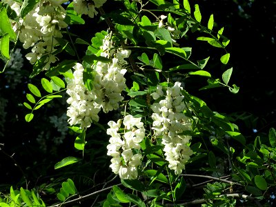 Robinie (Robinia pseudoacacia) im Schwetzinger Hardt