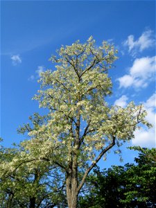 Blühende Robinie (Robinia pseudoacacia) in Hockenheim