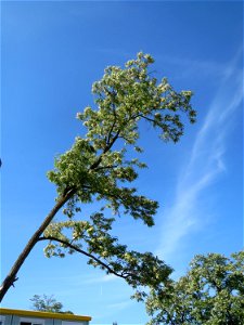 Robinie (Robinia pseudoacacia) im Landschaftsschutzgebiet Hockenheimer Rheinbogen