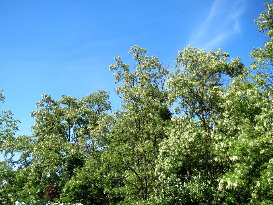 Robinie (Robinia pseudoacacia) im Landschaftsschutzgebiet Hockenheimer Rheinbogen