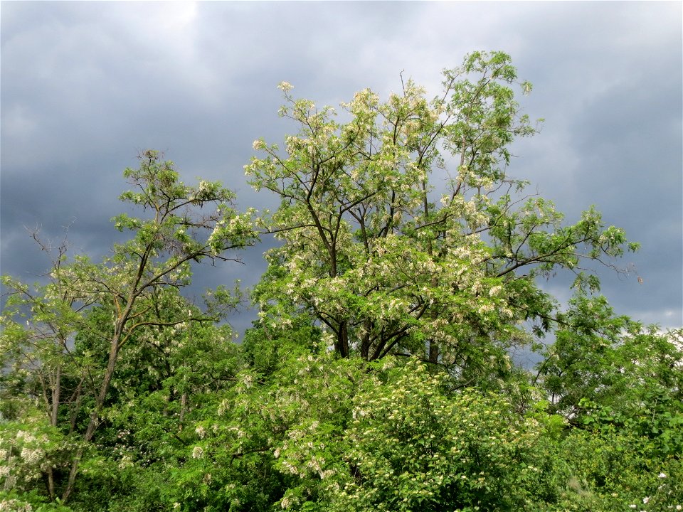 Blühende Robinien (Robinia pseudoacacia) am Stadtrand von Hockenheim