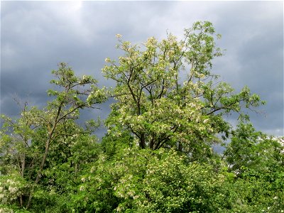 Blühende Robinien (Robinia pseudoacacia) am Stadtrand von Hockenheim