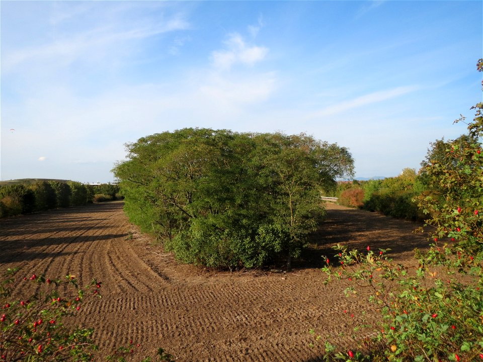 Robinie (Robinia pseudoacacia) bei Reilingen