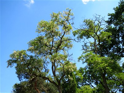 Blühende Robinien (Robinia pseudoacacia) am Stadtrand von Hockenheim