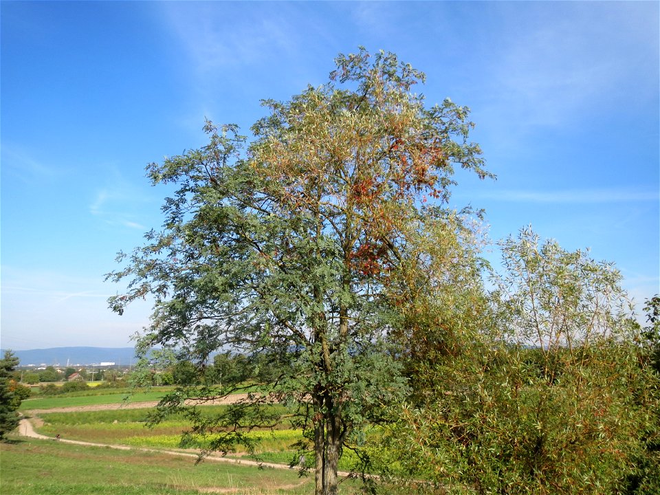 Robinie (Robinia pseudoacacia) auf der Friedenshöhe (Oftersheim)