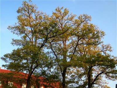 Robinien (Robinia pseudoacacia) am Königsplatz in Speyer