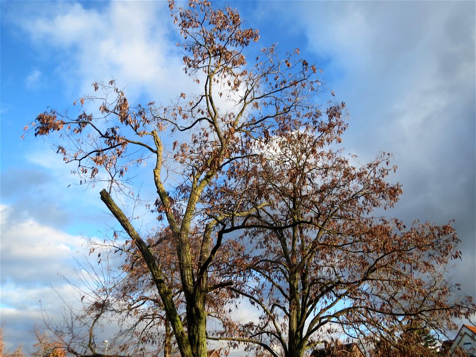 Robinie (Robinia pseudoacacia) im Landesgartenschaupark Hockenheim