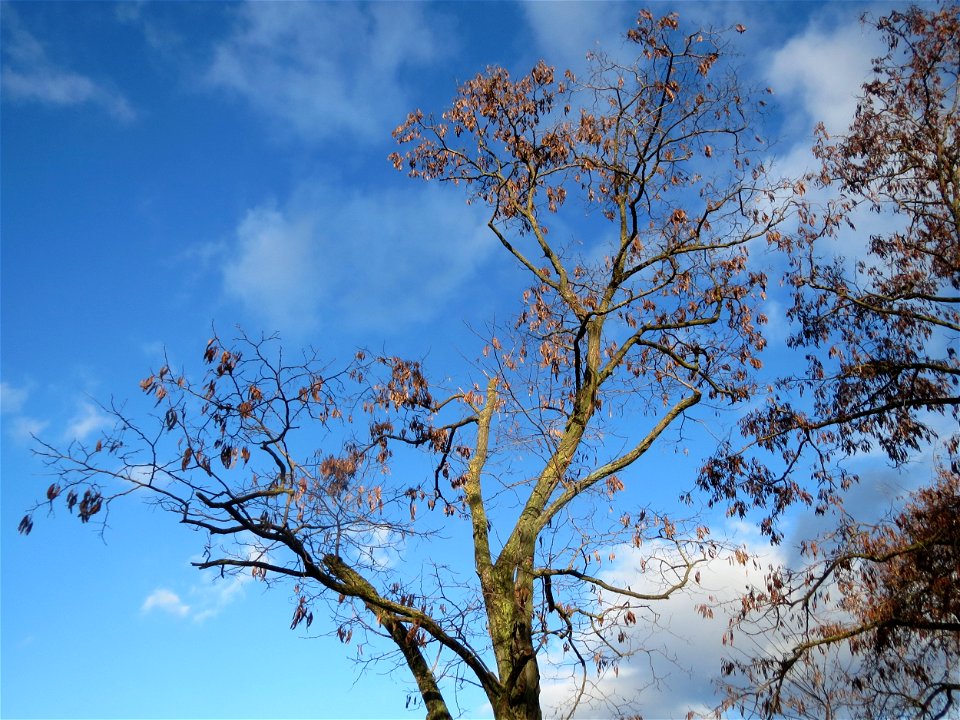 Robinie (Robinia pseudoacacia) im Landesgartenschaupark Hockenheim
