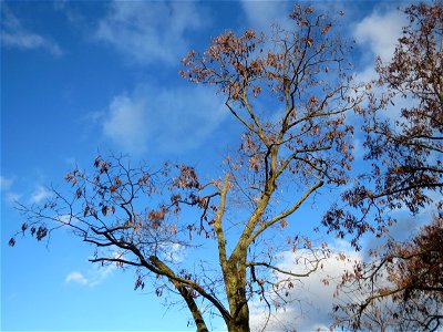 Robinie (Robinia pseudoacacia) im Landesgartenschaupark Hockenheim