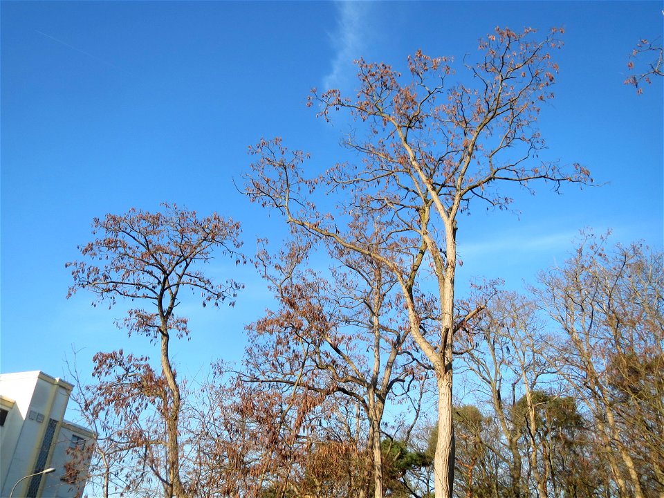 Robinien (Robinia pseudoacacia) am Rand vom Schwetzinger Hardt