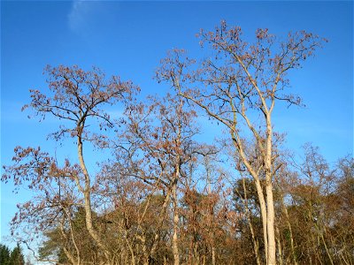 Robinien (Robinia pseudoacacia) am Rand vom Schwetzinger Hardt