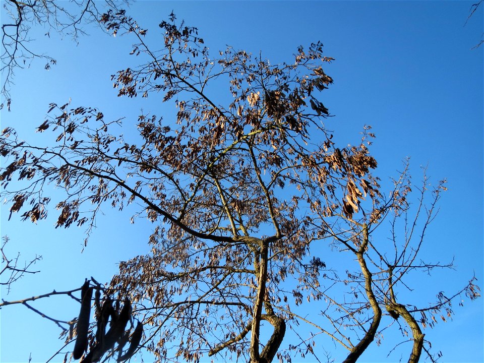Robinien (Robinia pseudoacacia) am Rand vom Schwetzinger Hardt
