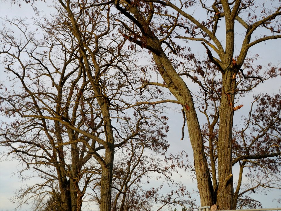 Robinie (Robinia pseudoacacia) bei Hockenheim