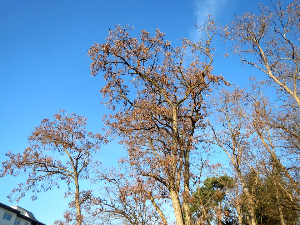 Robinien (Robinia pseudoacacia) am Rand vom Schwetzinger Hardt