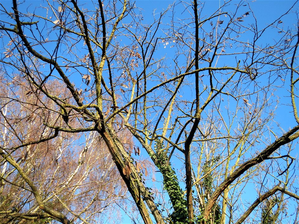 Robinie (Robinia pseudoacacia) in Hockenheim