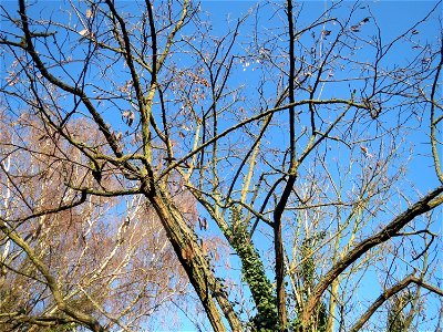 Robinie (Robinia pseudoacacia) in Hockenheim