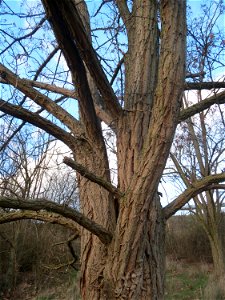 Robinie (Robinia pseudoacacia) in Hockenheim