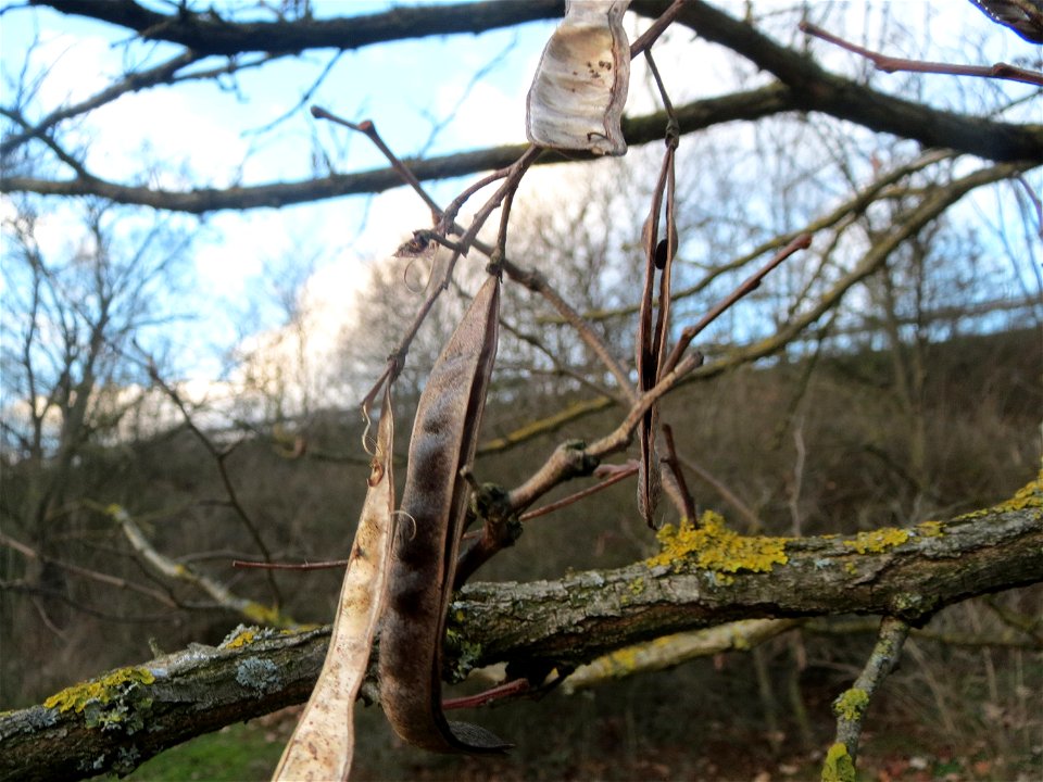 Robinie (Robinia pseudoacacia) in Hockenheim