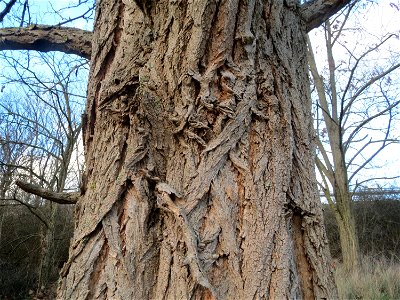 Robinie (Robinia pseudoacacia) in Hockenheim