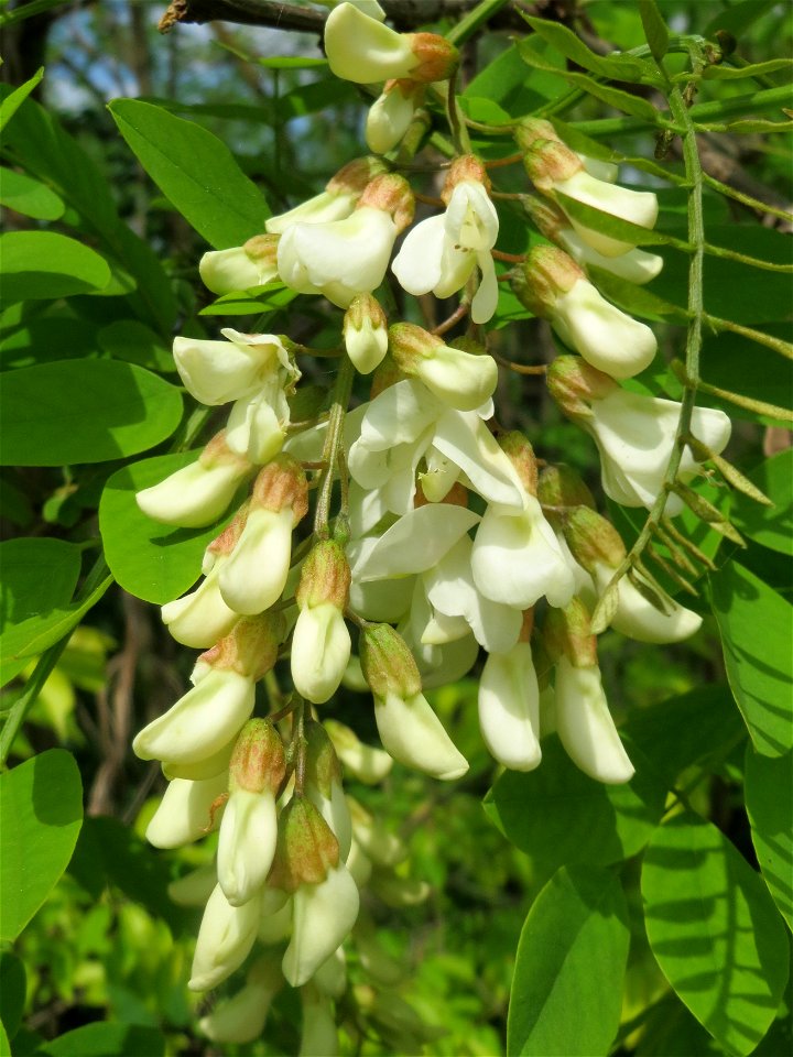 Blühende Robinie (Robinia pseudoacacia) an der Sandgrube Lambsheim