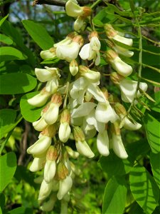Blühende Robinie (Robinia pseudoacacia) an der Sandgrube Lambsheim