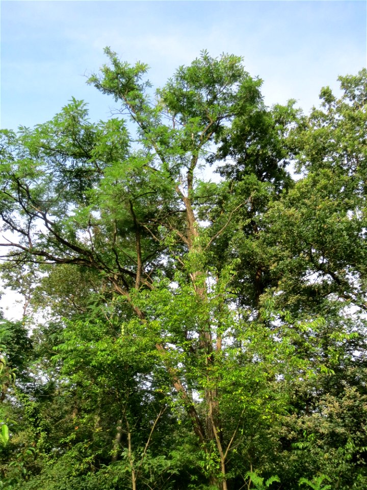 Robinie (Robinia pseudoacacia) im Schwetzinger Hardt
