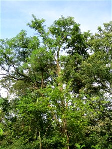 Robinie (Robinia pseudoacacia) im Schwetzinger Hardt