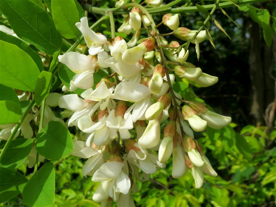 Blühende Robinie (Robinia pseudoacacia) an der Sandgrube Lambsheim
