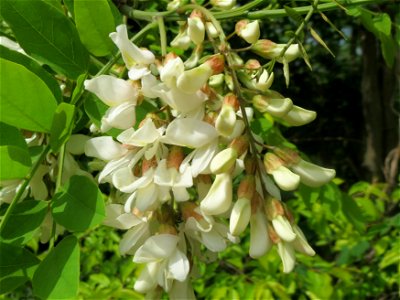 Blühende Robinie (Robinia pseudoacacia) an der Sandgrube Lambsheim
